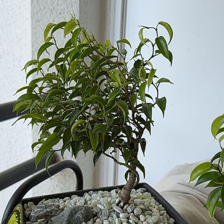 Photo of the plant species Ficus Beniamina by @ModestAglaonema named Curvy Ficus Benjamina on Greg, the plant care app