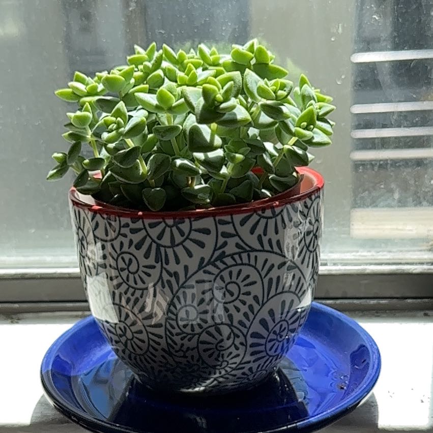 Photo of the plant species Rosary Vine by @ModestAglaonema named Crassula Rupestris - San Mateo on Greg, the plant care app