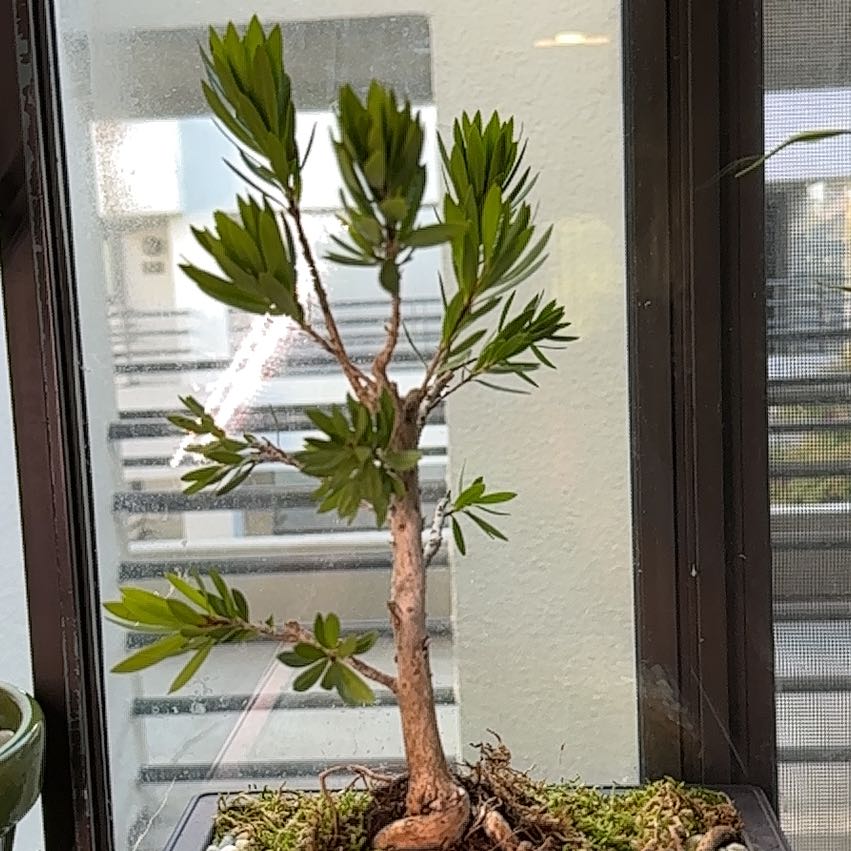 Photo of the plant species Callistemon 'Little John' by @ModestAglaonema named Little John Dwarf Bottlebrush -SLeandro on Greg, the plant care app