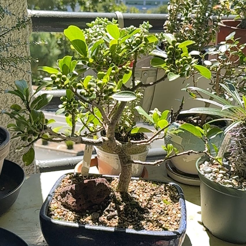 Photo of the plant species Veld Fig by @ModestAglaonema named Ficus Burtt-Davyi on Greg, the plant care app
