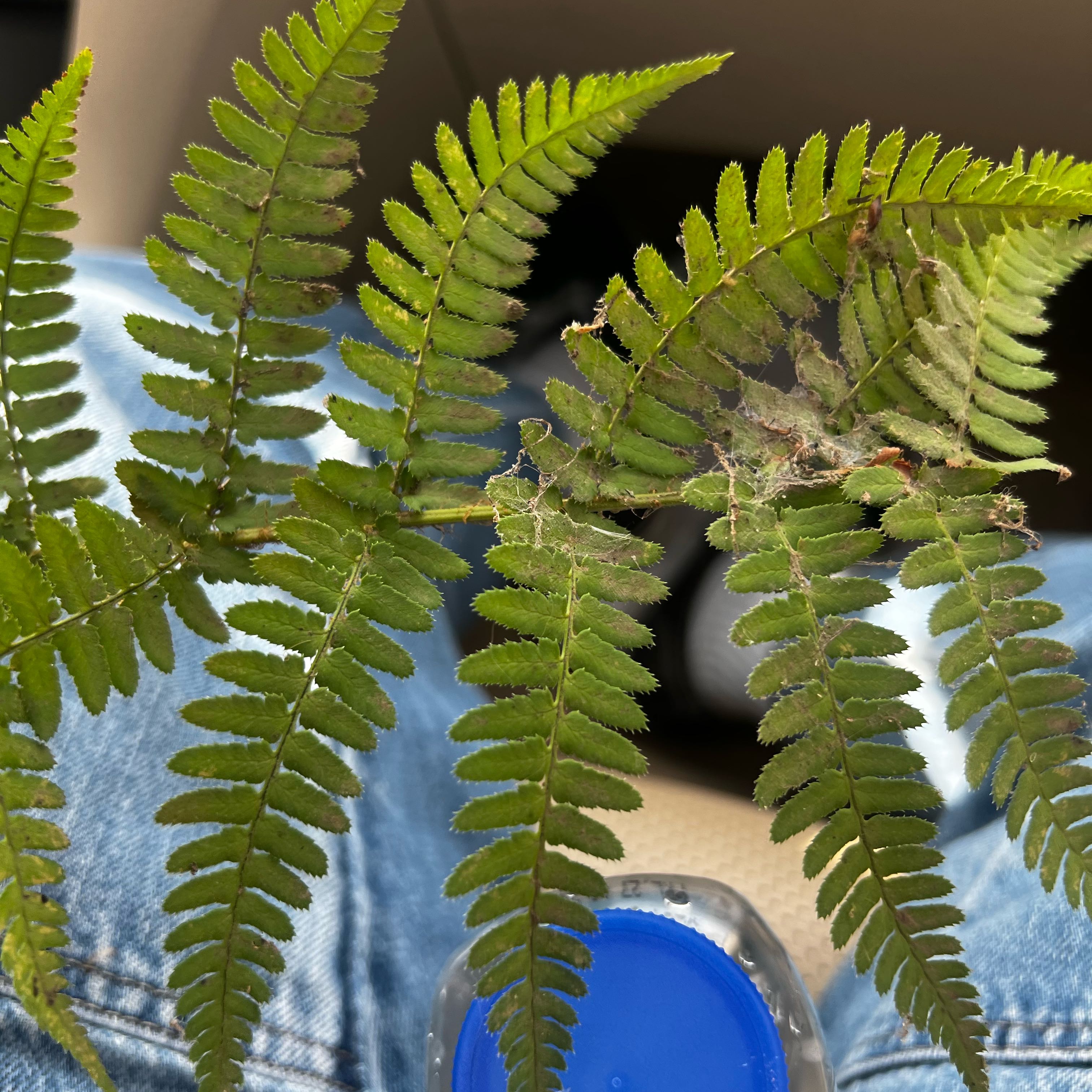 Photo of the plant species Marginal Woodfern by @NobleRanunculus named Bruce Lee on Greg, the plant care app
