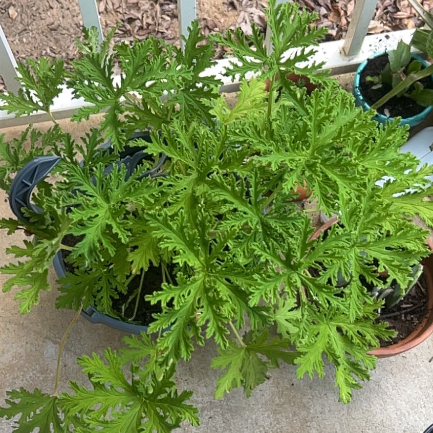Plant care for Citronella macrocarpa on Greg, the plant care app