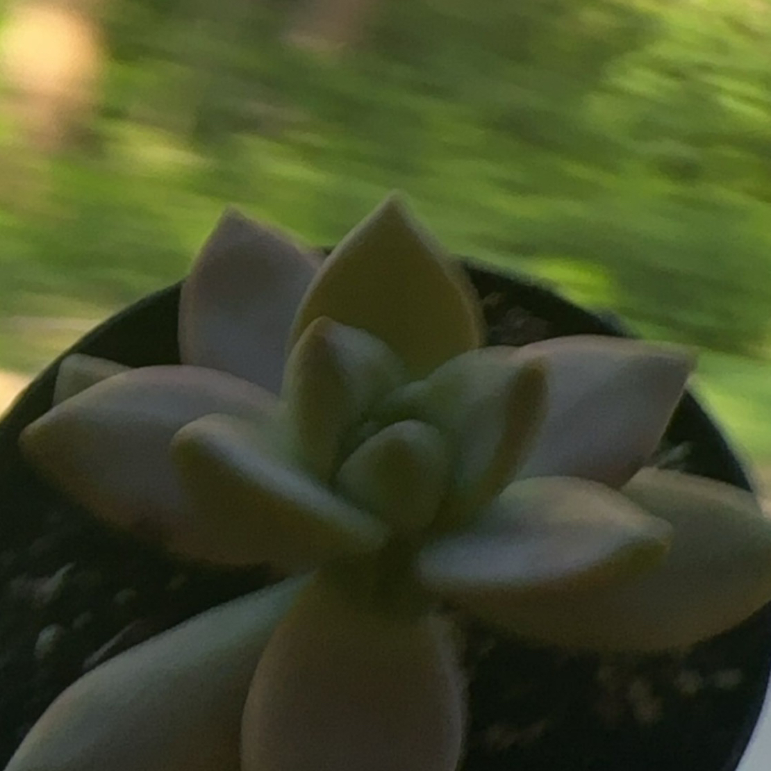 Photo of the plant species Graptosedum 'Sunsplash' by @JocundTropical named Baby on Greg, the plant care app