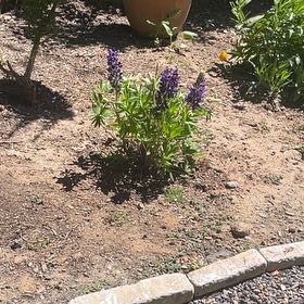 Photo of the plant species Big-Leaved Lupine by @SnazzySkyplant named McKinley on Greg, the plant care app