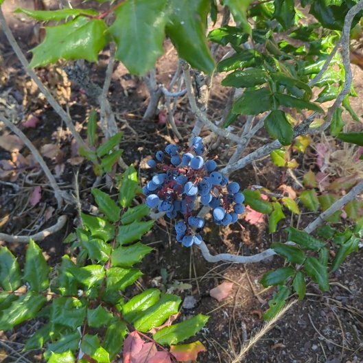 Photo of the plant species Oregon Grape by @ComradeLarkspur named Eva on Greg, the plant care app