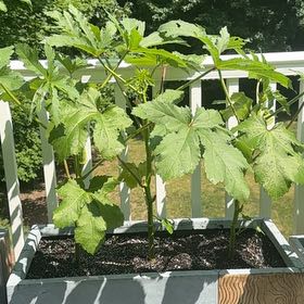 Photo of the plant species Okra by @SupernalWychelm named Harper on Greg, the plant care app