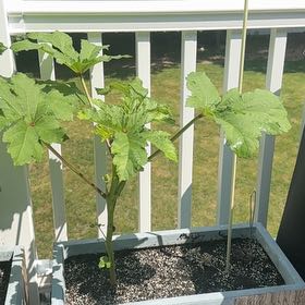 Photo of the plant species Okra by @SupernalWychelm named Leonardo on Greg, the plant care app