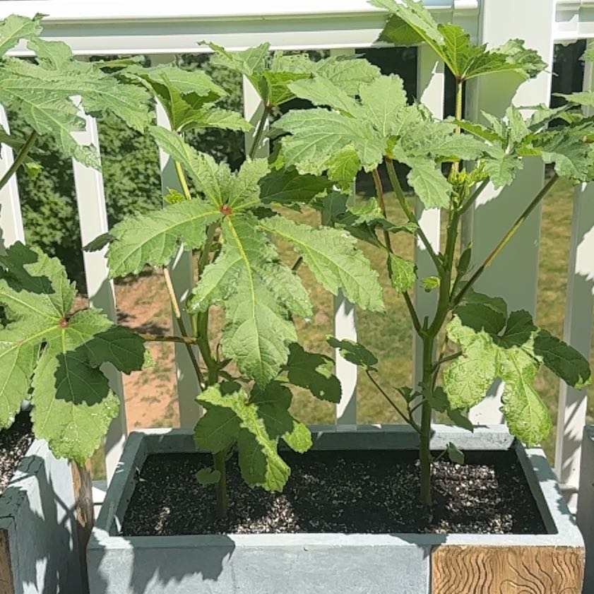 Photo of the plant species Okra by @SupernalWychelm named Osmo on Greg, the plant care app