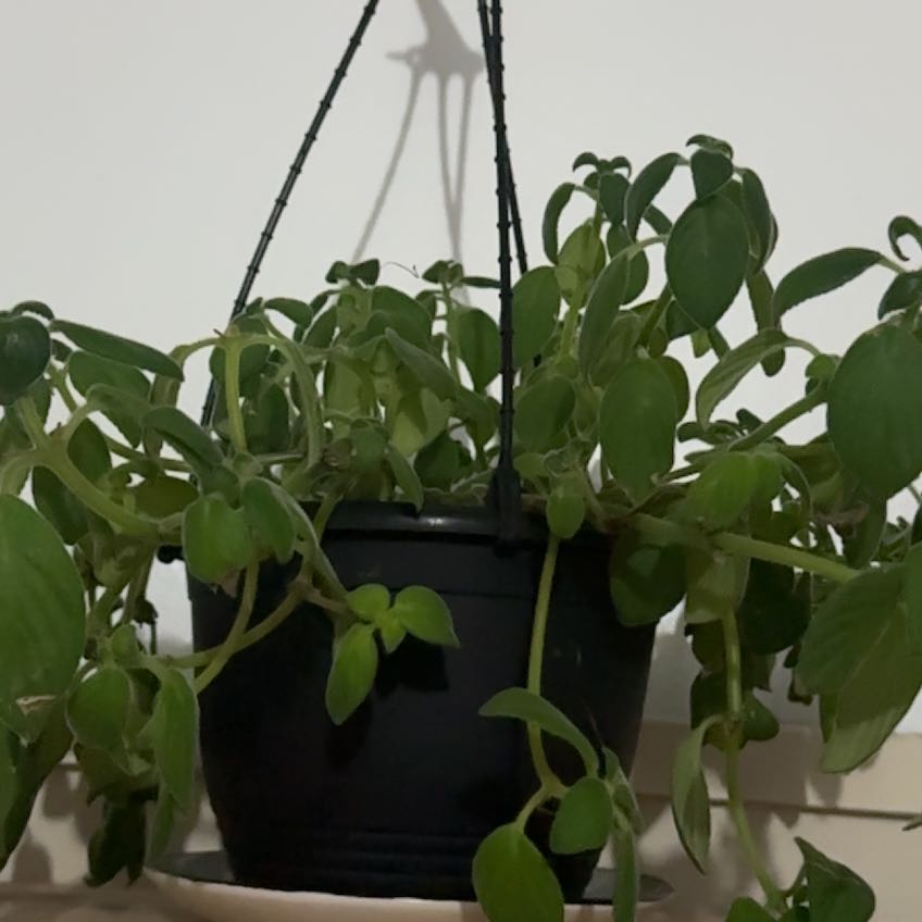 Photo of the plant species Nodding Violet by @CopiousSagebush named Tolkien on Greg, the plant care app