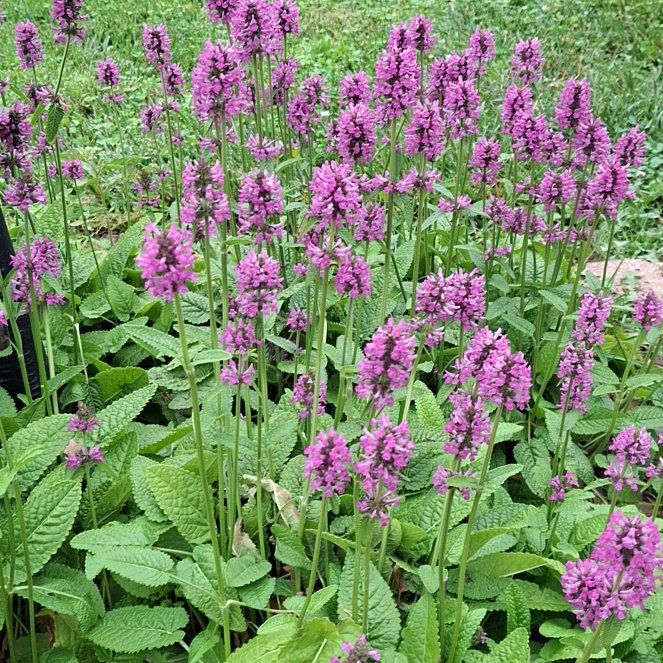 Photo of the plant species Common Hedgenettle by @Giantfurcraea named Girlfrond on Greg, the plant care app