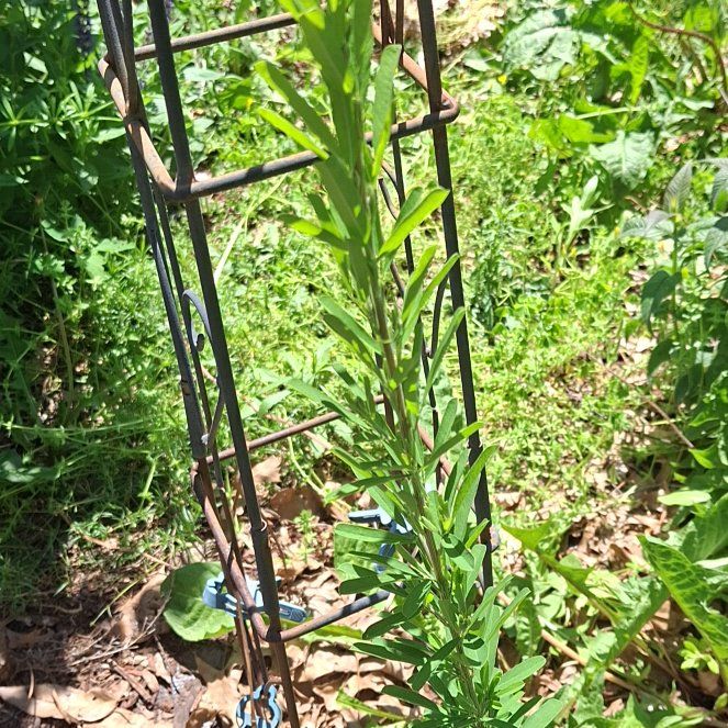 Photo of the plant species Purple Toadflax by @Giantfurcraea named Winston on Greg, the plant care app