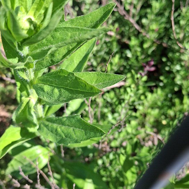 Photo of the plant species Maltese Cross by @Giantfurcraea named Luna on Greg, the plant care app