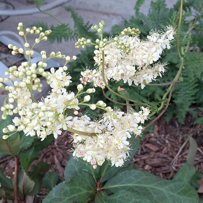 Photo of the plant species Filipendula Vulgaris by @Giantfurcraea named Gaga on Greg, the plant care app
