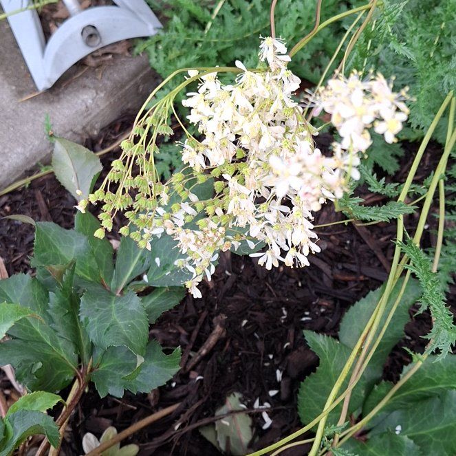 Photo of the plant species Filipendula Vulgaris by @Giantfurcraea named Hamilton on Greg, the plant care app