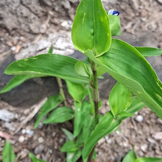 Photo of the plant species Asiatic Dayflower by @Giantfurcraea named Austen on Greg, the plant care app