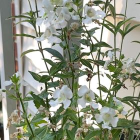 Plant care for Foxglove 'Red Skin' on Greg, the plant care app