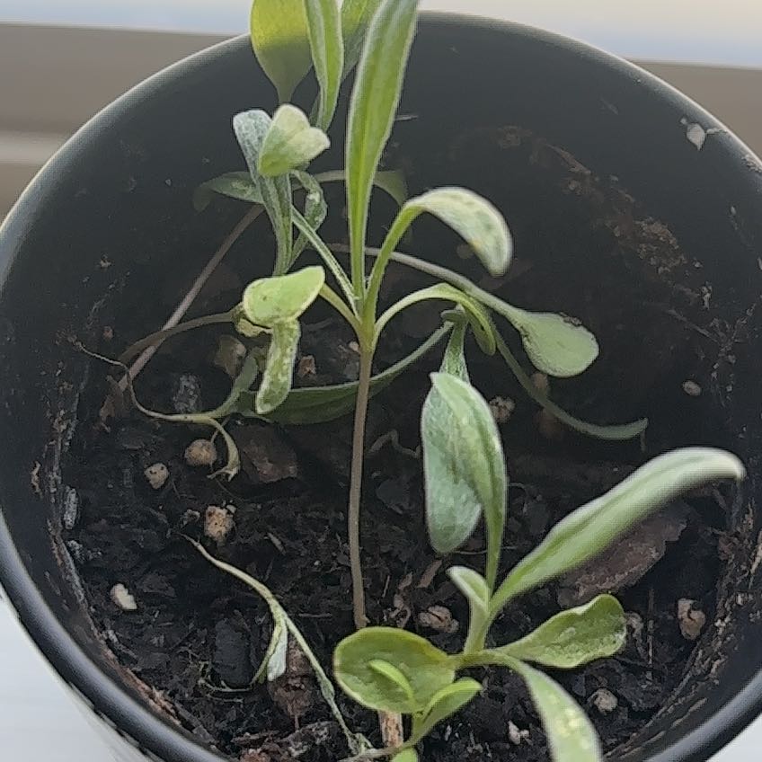 Photo of the plant species Bristol's Blue Bonnet by @MeekStrandsedge named Bonnette on Greg, the plant care app