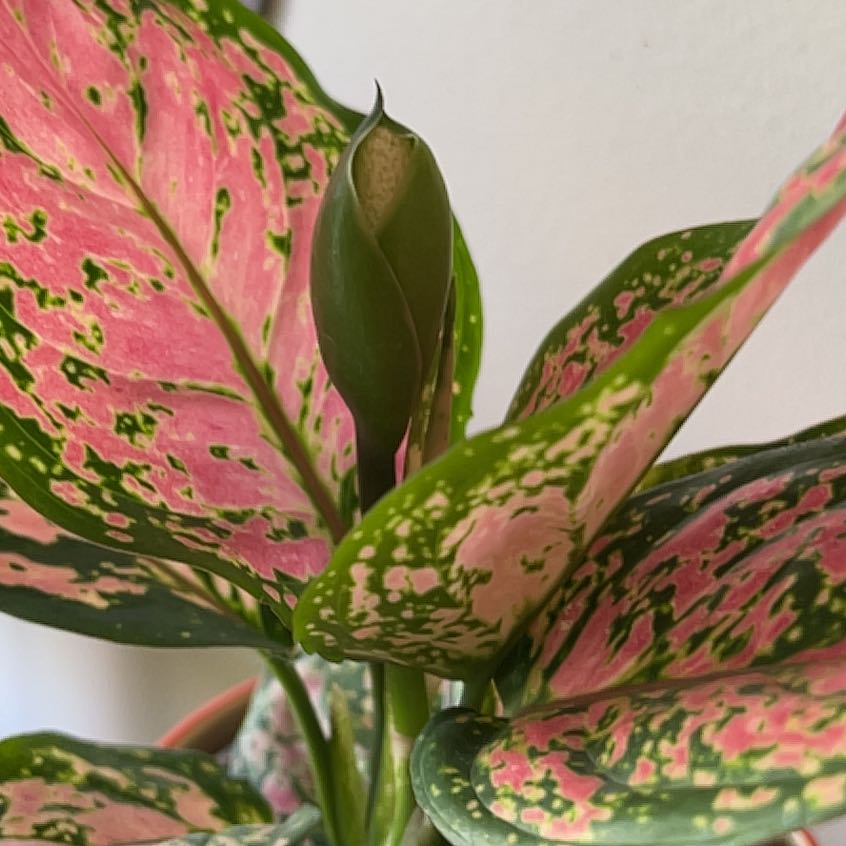 Photo of the plant species Aglanema red valentine by @DidacticKatsura named Hamilton on Greg, the plant care app