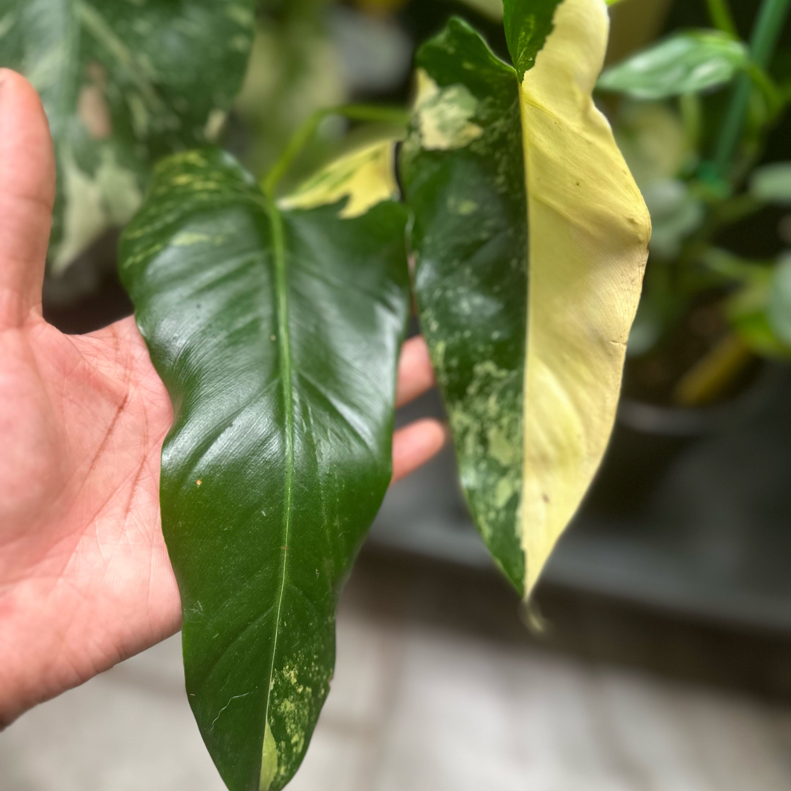 Plant care for choco empress on Greg, the plant care app