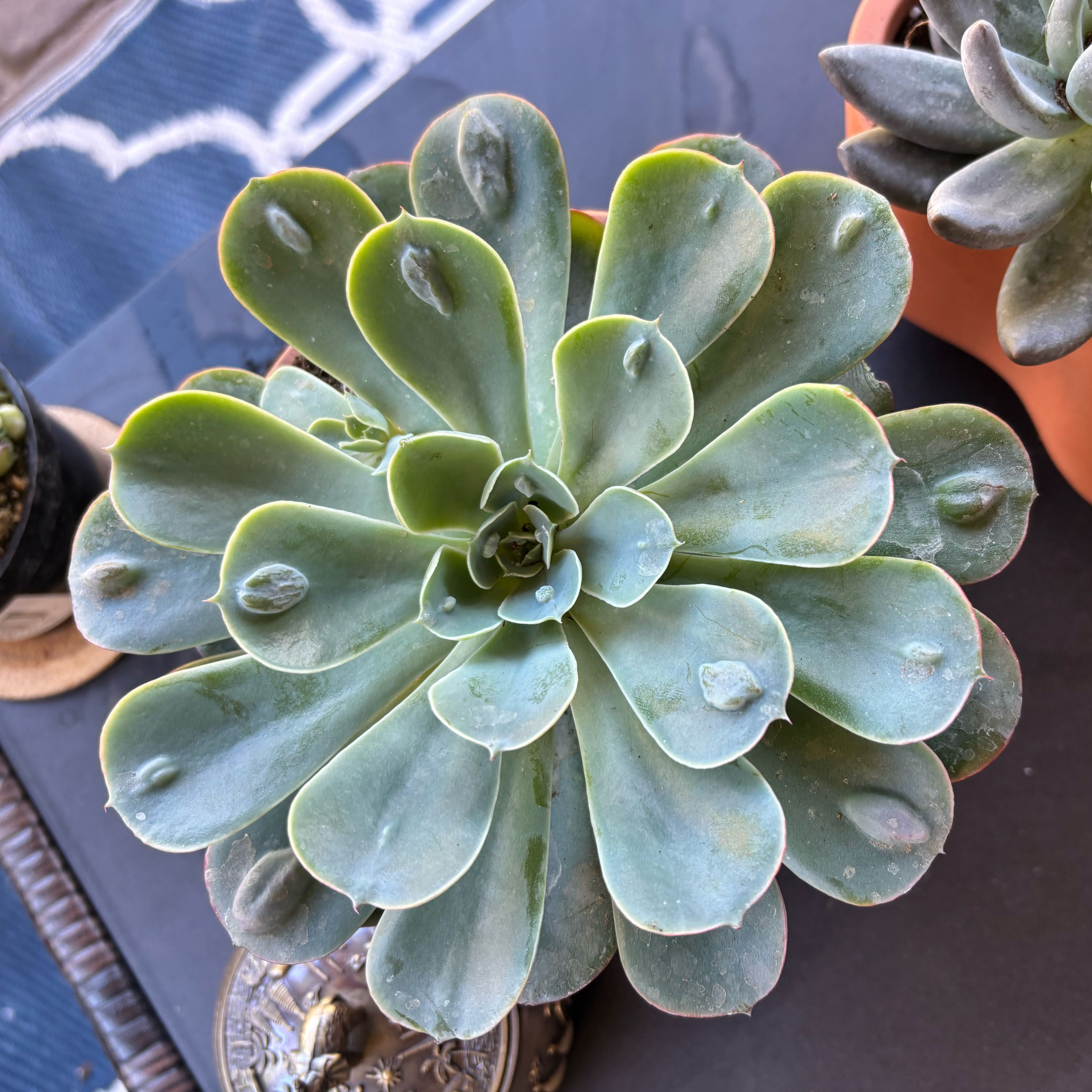 Photo of the plant species Raindrops Echeveria by @Jessa-Dawn named Wert on Greg, the plant care app