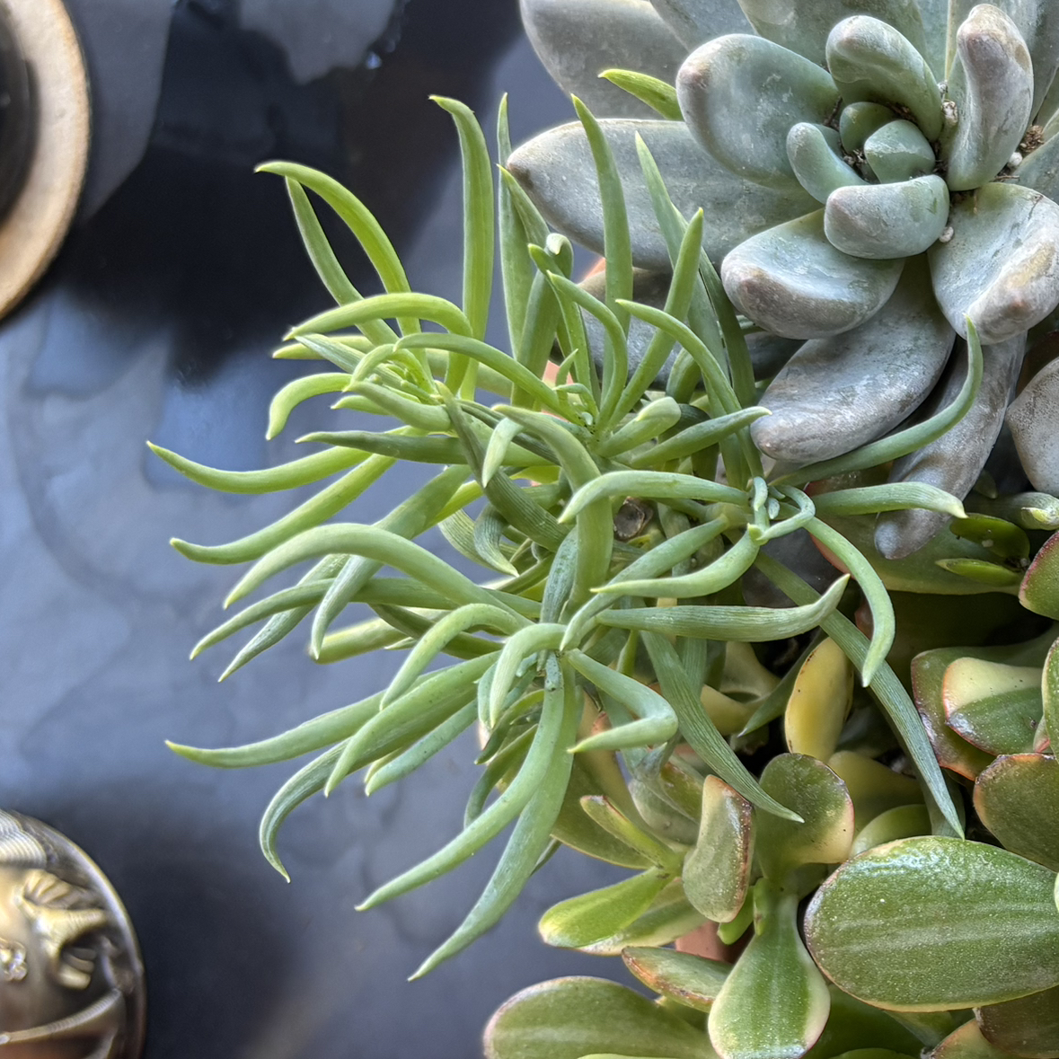 Photo of the plant species Senecio vitalis 'Viper' by @Jessa-Dawn named Prickles on Greg, the plant care app