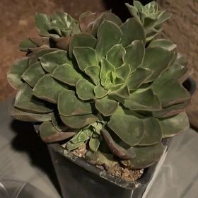 Photo of the plant species Salsa Verde Echeveria by @Jessa-Dawn named Sahara on Greg, the plant care app