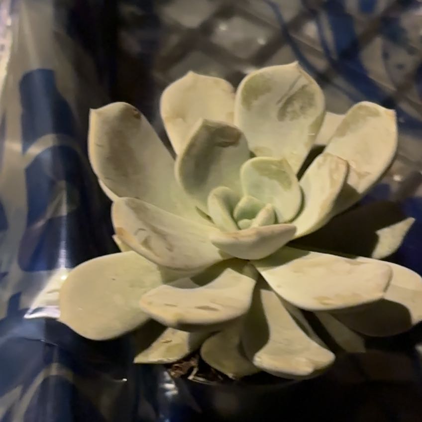 Photo of the plant species Fairy Wash Echeveria by @Jessa-Dawn named McKinley on Greg, the plant care app