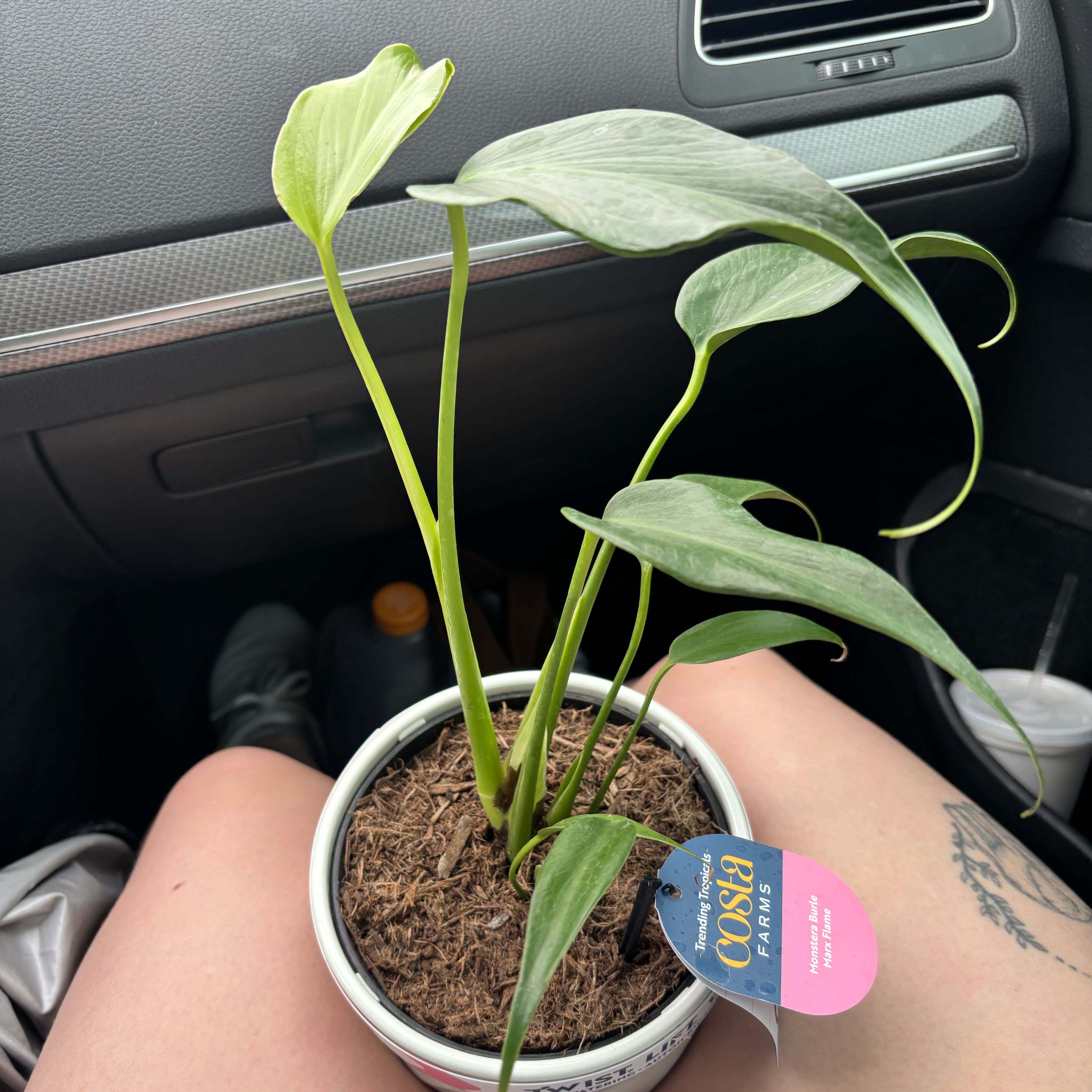 Photo of the plant species Monstera 'Burle Marx Flame' by @Jessa-Dawn named Celia on Greg, the plant care app