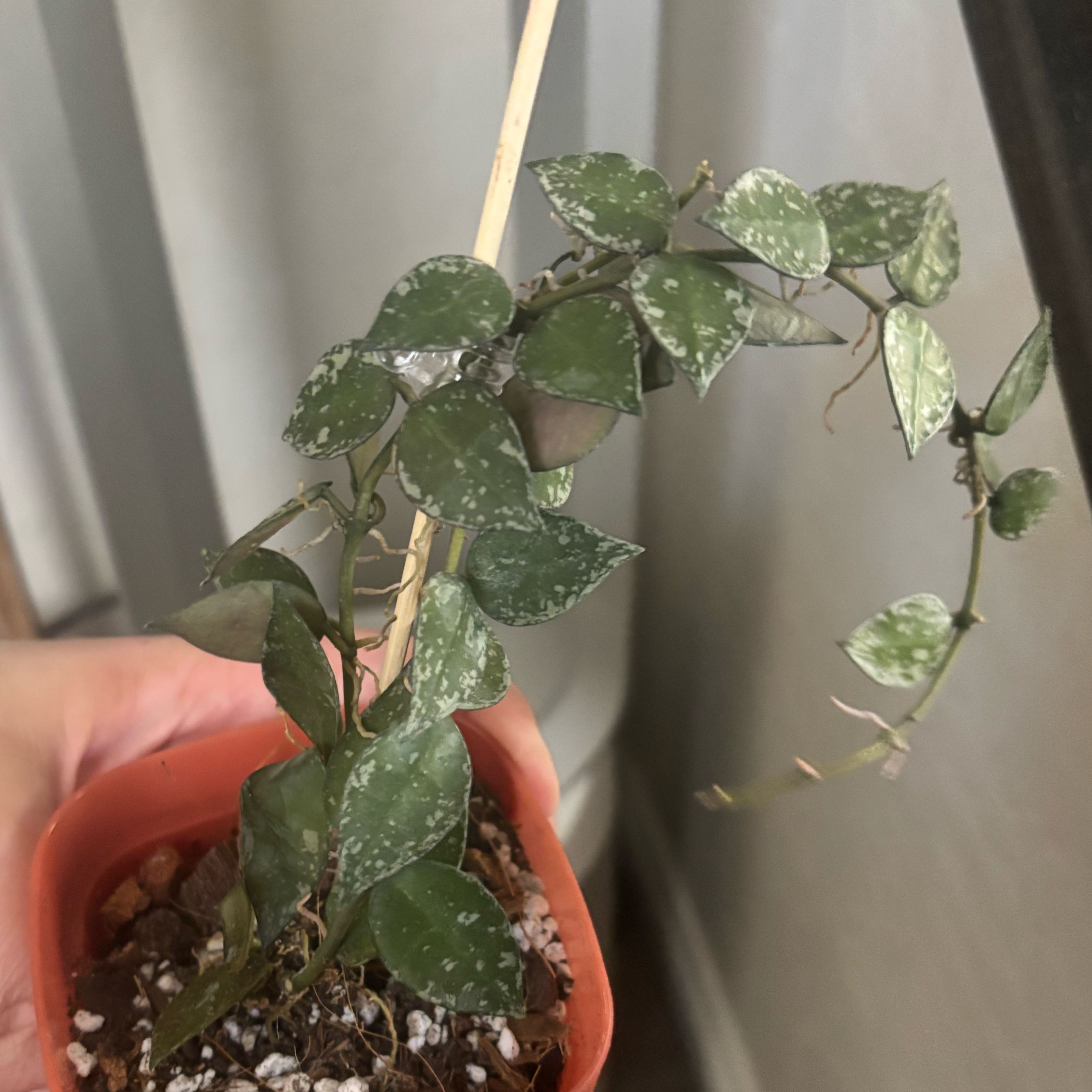 Photo of the plant species Hoya krohniana by @Jessa-Dawn named Pacha on Greg, the plant care app