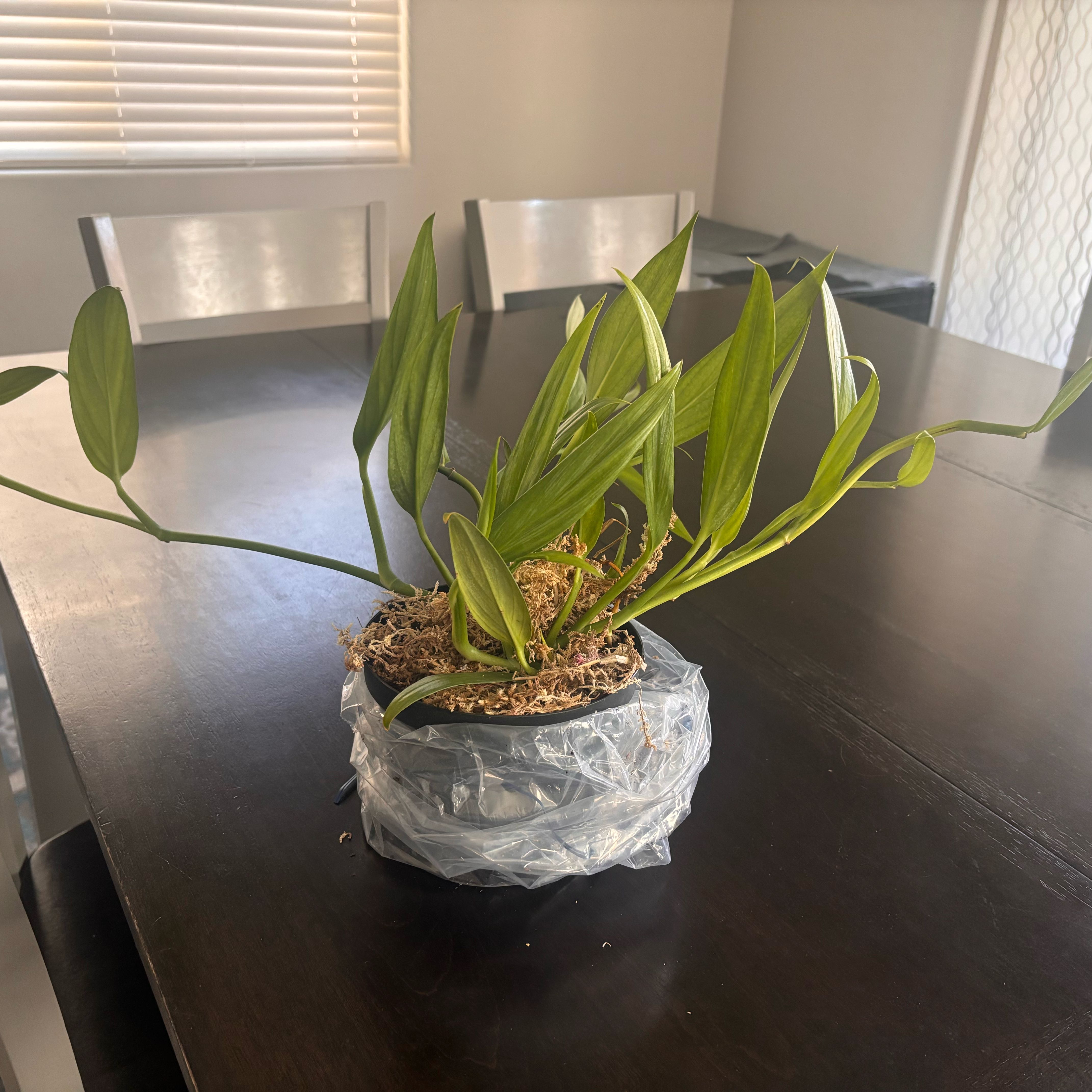 Photo of the plant species Pothos amplifolia by @Jessa-Dawn named Krystal on Greg, the plant care app