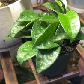 Photo of the plant species Hoya Carnosa Krinkle 8 by @Jessa-Dawn named Anne on Greg, the plant care app
