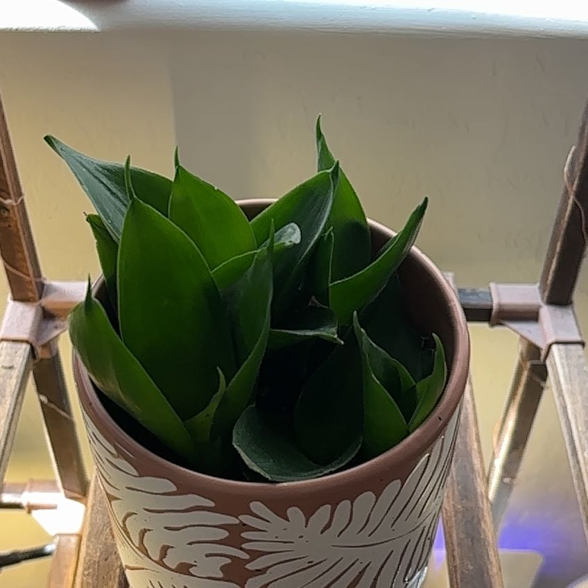 Photo of the plant species Black Jade Snake Plant by @Jessa-Dawn named Leif on Greg, the plant care app