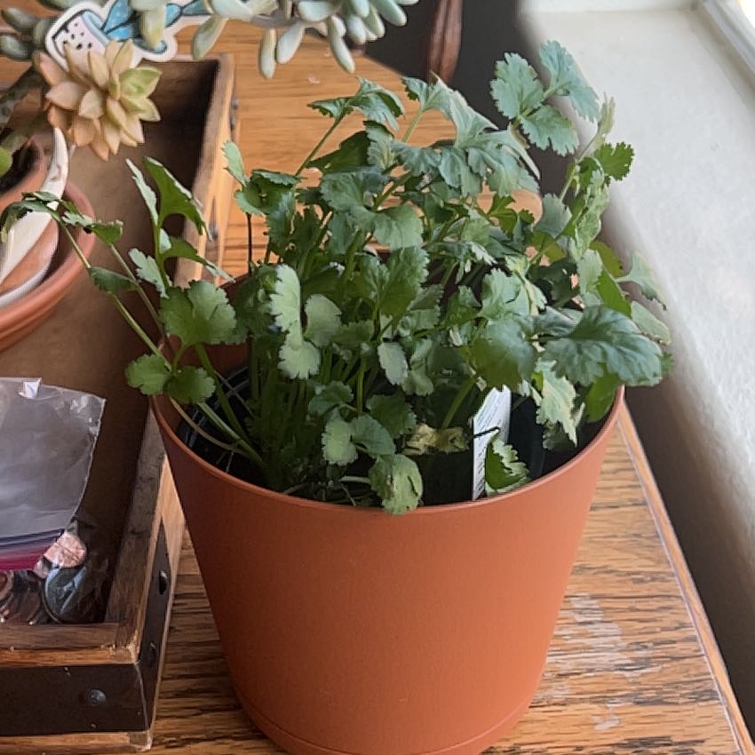 Photo of the plant species cilantro by @JazzedAthelpine named Sir Plancelot on Greg, the plant care app
