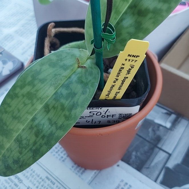 Photo of the plant species Paph. Supersuck ‘Eureka’ AM/AOS Raisin Pie Hsinying’ x sib by @kbobo named Marabelle on Greg, the plant care app