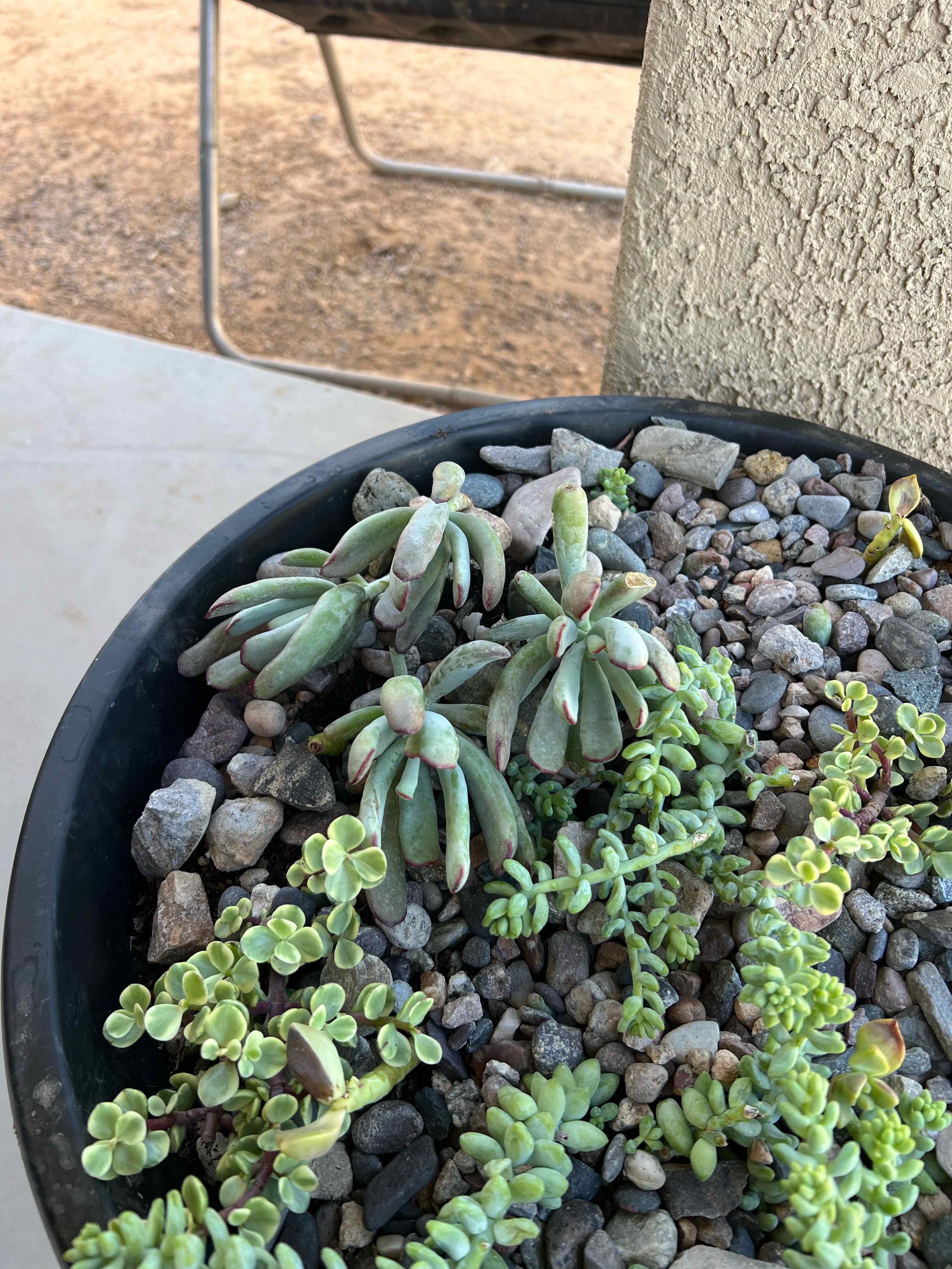 Photo of the plant species Cotyledon 'White Sprite' by @DualZone named Spike Leaves on Greg, the plant care app