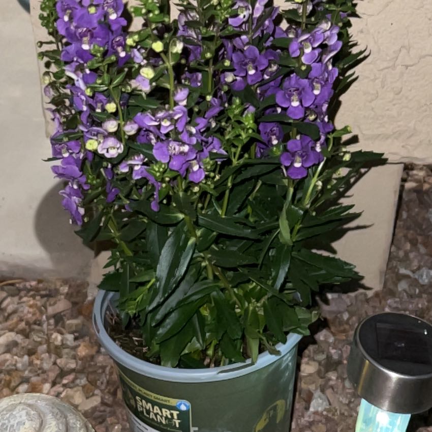 Plant care for Lilly on Greg, the plant care app