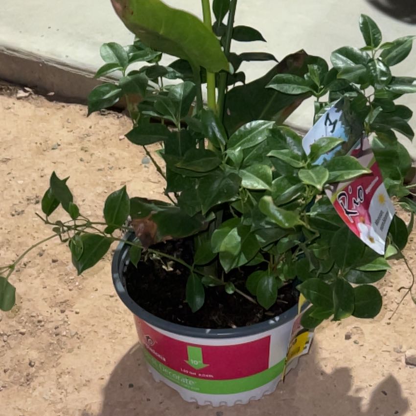 Photo of the plant species Dipladenia by @DualZone named Hamilton on Greg, the plant care app