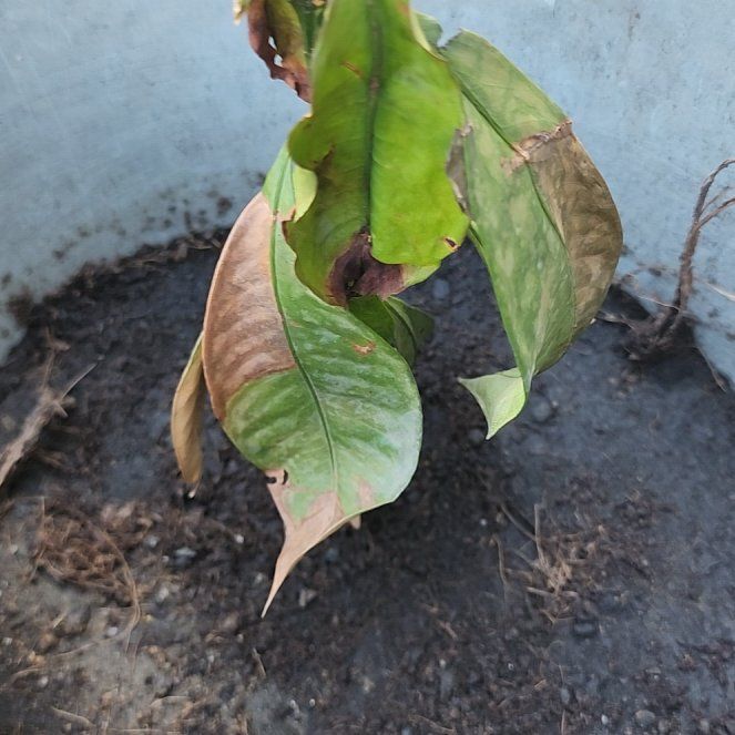 Photo of the plant species Purple Mangosteen by @ChiefKūmarahou named Gregarious on Greg, the plant care app