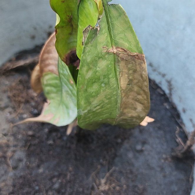 Photo of the plant species Purple Mangosteen by @ChiefKūmarahou named Beckham on Greg, the plant care app