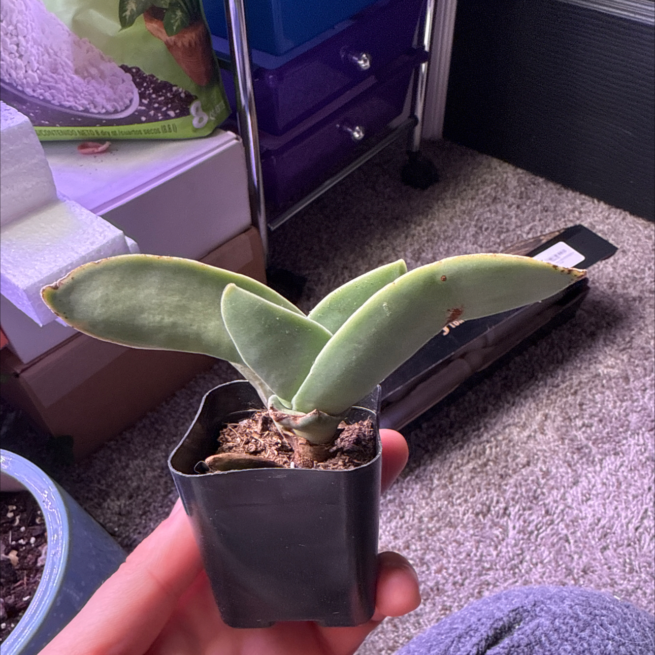 Photo of the plant species Sickle Plant by @RealPeperomia named Queen on Greg, the plant care app
