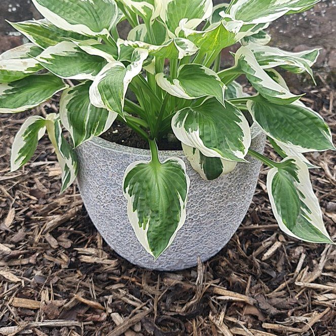 Photo of the plant species Minuteman Hosta by @VividYellowpine named Prince on Greg, the plant care app