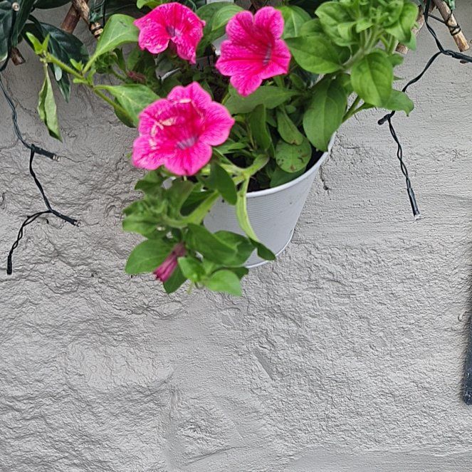 Photo of the plant species Petunia 'Surfinia White' by @VividYellowpine named Sanders on Greg, the plant care app