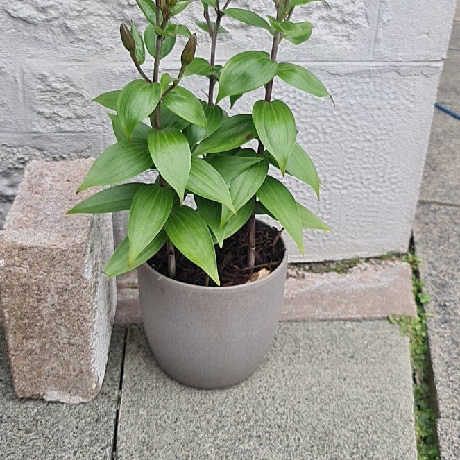 Photo of the plant species Lily by @VividYellowpine named Einstein on Greg, the plant care app