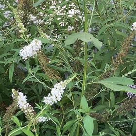 Photo of the plant species Gooseneck Loosestrife by @StoriedMossfern named Shakira on Greg, the plant care app