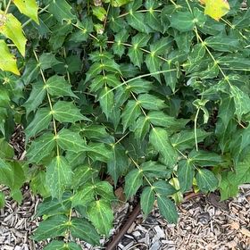 Photo of the plant species Beale's Mahonia by @StoriedMossfern named Foxxy on Greg, the plant care app