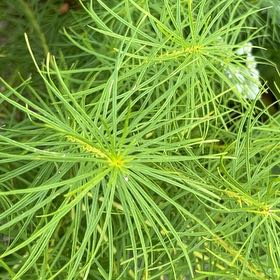 Photo of the plant species European Larch by @StoriedMossfern named Terra on Greg, the plant care app
