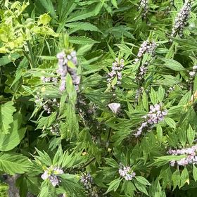Photo of the plant species Lion's Ear by @StoriedMossfern named LiloStitch on Greg, the plant care app