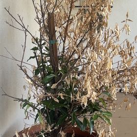 Photo of the plant species Nagami Kumquat by @BriskRemuremu named Mollie on Greg, the plant care app