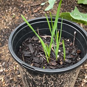 Photo of the plant species Tree Onion by @Blazerjerk1317 named Aristotle on Greg, the plant care app
