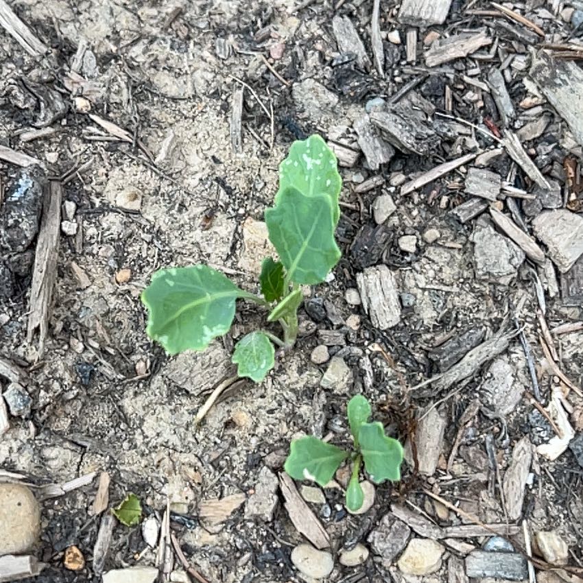 Photo of the plant species Kohlrabi by @Blazerjerk1317 named Walt on Greg, the plant care app